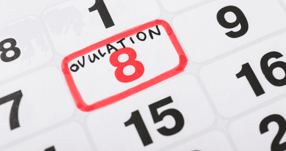 sopk et ovulation