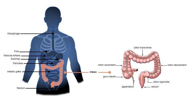 colon-anatomie