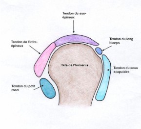schéma explicatif des différentes partie de l'épaule