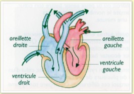 schéma du coeur